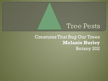 Creatures That Bug Our Trees Melanie Hurley Botany 202.