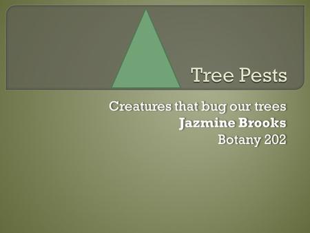 Creatures that bug our trees Jazmine Brooks Botany 202 Creatures that bug our trees Jazmine Brooks Botany 202.