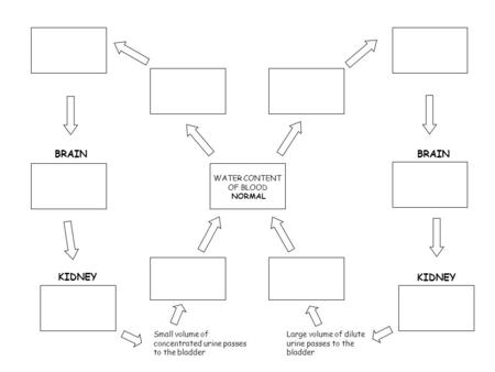 Small volume of concentrated urine passes to the bladder Large volume of dilute urine passes to the bladder WATER CONTENT OF BLOOD NORMAL BRAIN KIDNEY.