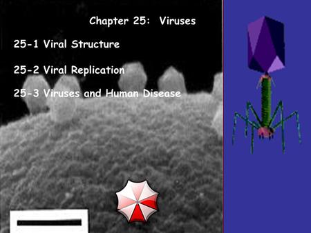 Chapter 25:  Viruses 25-1 Viral Structure 25-2 Viral Replication