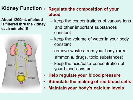 Regulate the composition of your blood