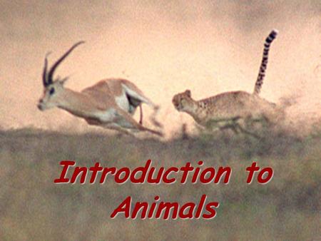 Introduction to animals Introduction to Animals. Traits.