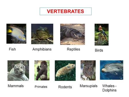 VERTEBRATES FishAmphibiansReptiles Birds Mammals Primates Rodents MarsupialsWhales - Dolphins.