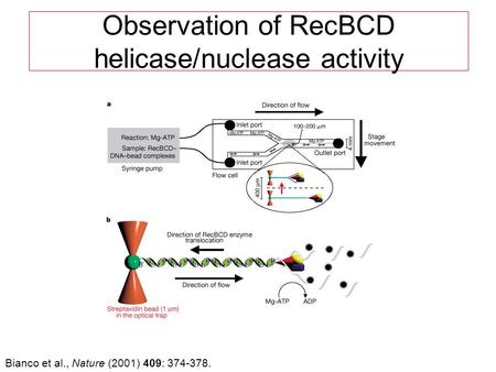 Observation of RecBCD helicase/nuclease activity Bianco et al., Nature (2001) 409: 374-378.