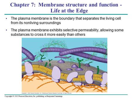 Copyright © 2005 Pearson Education, Inc. publishing as Benjamin Cummings Chapter 7: Membrane structure and function - Life at the Edge The plasma membrane.