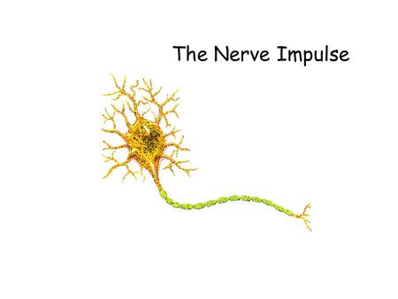 The Nerve Impulse.