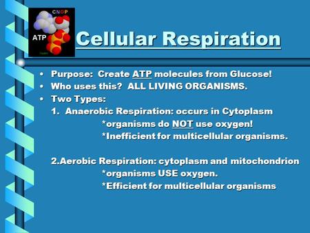 Cellular Respiration Purpose: Create ATP molecules from Glucose!Purpose: Create ATP molecules from Glucose! Who uses this? ALL LIVING ORGANISMS.Who uses.