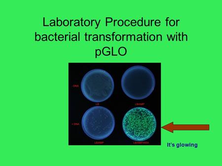 Laboratory Procedure for bacterial transformation with pGLO It’s glowing.