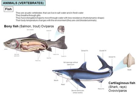 ANIMALS (VERTEBRATES)