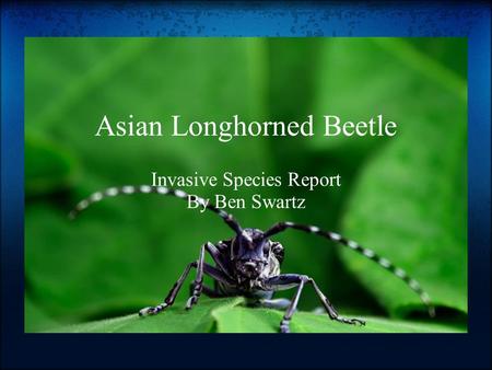 Asian Longhorned Beetle Invasive Species Report By Ben Swartz.