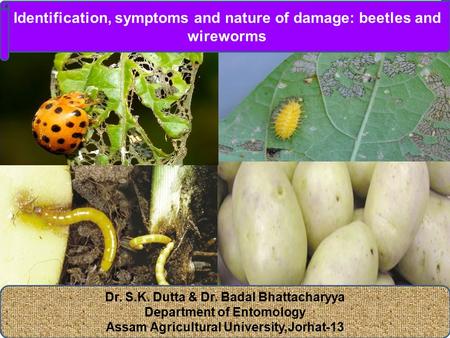 Dr. S.K. Dutta & Dr. Badal Bhattacharyya Department of Entomology Assam Agricultural University,Jorhat-13 Identification, symptoms and nature of damage: