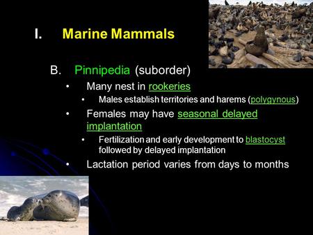 I. I.Marine Mammals B. B.Pinnipedia (suborder) Many nest in rookeries Males establish territories and harems (polygynous) Females may have seasonal delayed.