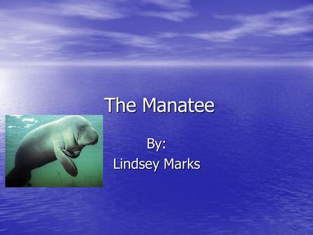 The Manatee The Manatee By: Lindsey Marks. Introduction Do cows really live in the sea? They do! The manatee. This is a great animal, and if you don’t.