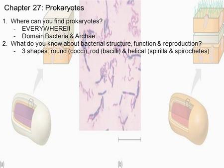 Chapter 27: Prokaryotes 1.Where can you find prokaryotes? -EVERYWHERE!! -Domain Bacteria & Archae 2.What do you know about bacterial structure, function.