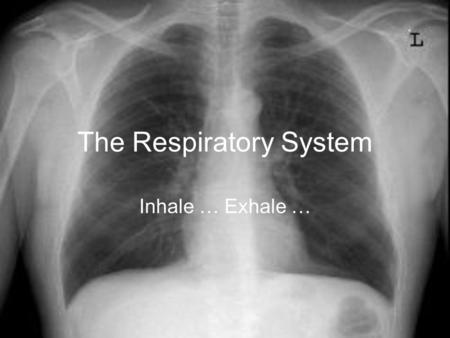 The Respiratory System Inhale … Exhale …. How important is the Respiratory System? How long can you hold your breath?