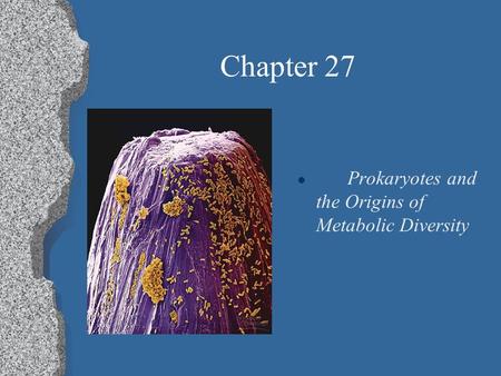 Chapter 27 l Prokaryotes and the Origins of Metabolic Diversity.