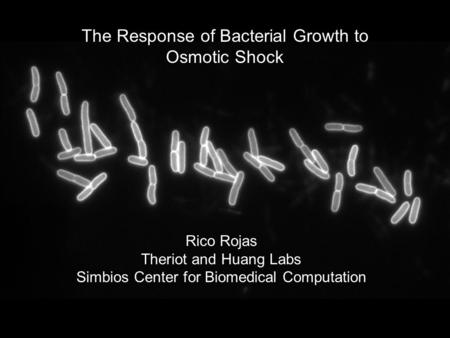 The Response of Bacterial Growth to Osmotic Shock Rico Rojas Theriot and Huang Labs Simbios Center for Biomedical Computation.