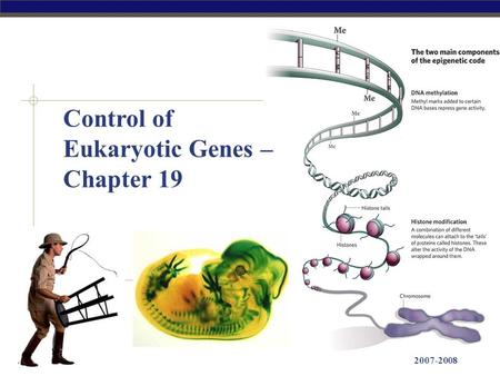 AP Biology 2007-2008 Control of Eukaryotic Genes – Chapter 19.