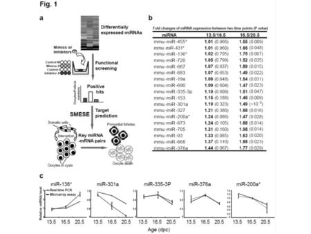 Fig. 1 Screening for miRNAs that regulate primordial follicle assembly in mouse ovaries. (a) A flow chart of the screening strategy. miRNAs that expressed.