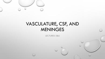 VASCULATURE, CSF, AND MENINGES LECTURES 5&6. 1.1 Heather, Amanda, Karen 1.2 Dan, Elyssa 2 Christian, Molly, Jenna 3 Michelle, Courtney, Sydney 4Shawn,