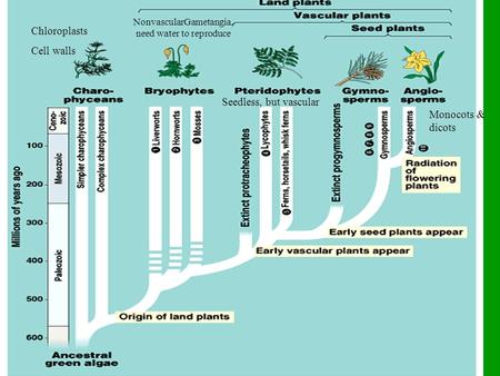 Chloroplasts Cell walls Seedless, but vascular Monocots & dicots