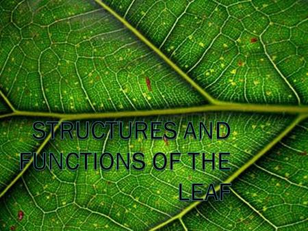 Structures and functions of the leaf