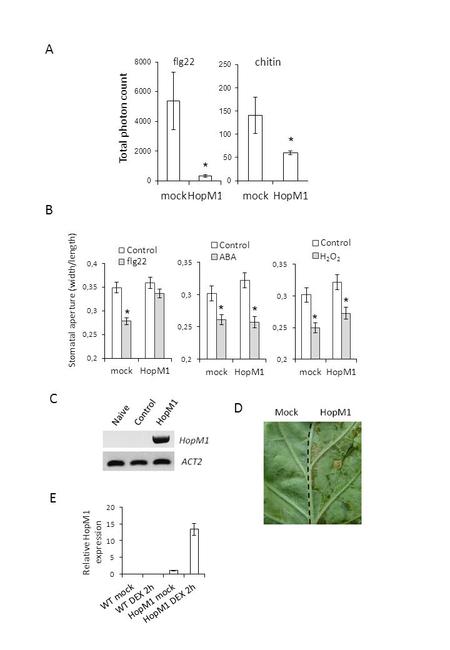 A B C * * * * * Stomatal aperture (width/length) flg22 chitin D * * Relative HopM1 expression E Total photon count H2O2H2O2.