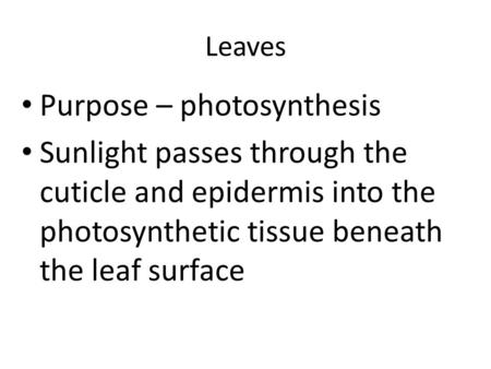 Leaves Purpose – photosynthesis Sunlight passes through the cuticle and epidermis into the photosynthetic tissue beneath the leaf surface.