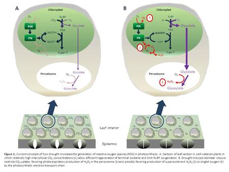 Figure 1. Current concepts of how drought increases the generation of reactive oxygen species (ROS) in photosynthesis. A. Cartoon of leaf section in well-watered.