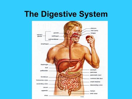 The Digestive System. 3 Functions of the digestive system DIGESTION ABSORPTION ELIMINATION.