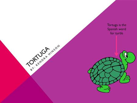 TORTUGA BY: KENDRA HINSON Tortuga is the Spanish word for turtle.