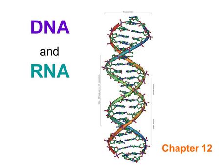 DNA and RNA Chapter 12. Types of Nucleic Acids DNA (Deoxyribose Nucleic Acid) RNA (Ribose Nucleic Acid)