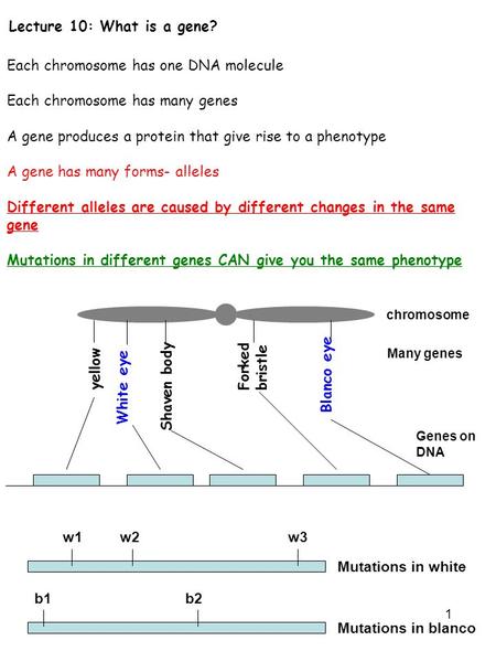 1 Lecture 10: What is a gene? Each chromosome has one DNA molecule Each chromosome has many genes A gene produces a protein that give rise to a phenotype.