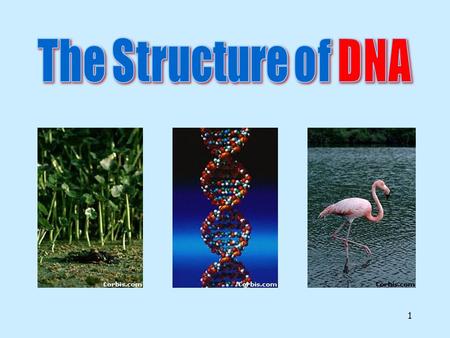 1 2 DNA DNA.DNA is often called the blueprint of life. In simple terms, DNA contains the instructions for making proteins within the cell.