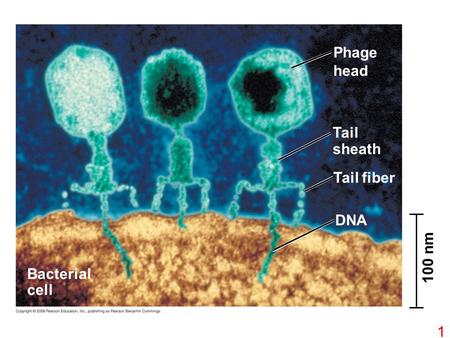 Phage head Tail sheath Tail fiber DNA 100 nm Bacterial cell.