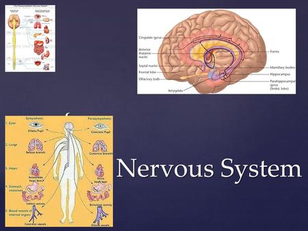 Nervous System.