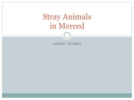 ANGEL OCHOA Stray Animals in Merced. Why are there so many stray animals in Merced? Herzog is the only animal control officer and she answers this in.