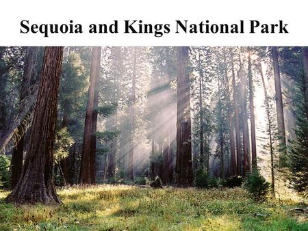 Sequoia and Kings National Park. Where is it? It is located in California.