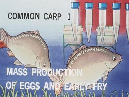 Reproduction cycle in carp . Development of eggs in the ovary.