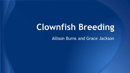 Clownfish Breeding Allison Burns and Grace Jackson.