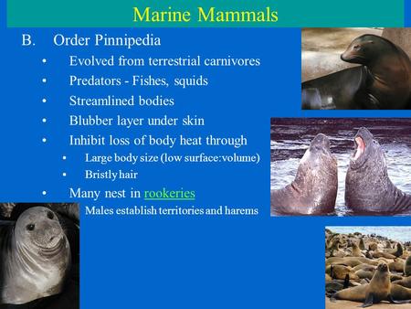 Marine Mammals B.Order Pinnipedia Evolved from terrestrial carnivores Predators - Fishes, squids Streamlined bodies Blubber layer under skin Inhibit loss.