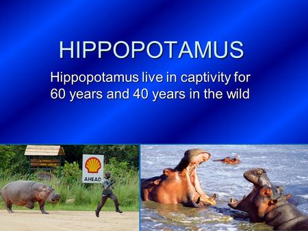 HIPPOPOTAMUS Hippopotamus live in captivity for 60 years and 40 years in the wild.