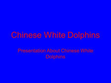 Chinese White Dolphins