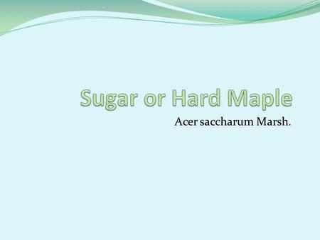 Acer saccharum Marsh.. Classification Kingdom Plantae – Plants Subkingdom Tracheobionta – Vascular plants Superdivision Spermatophyta – Seed plants Division.