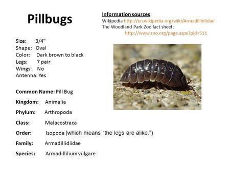 Pillbugs Size: 3/4 Shape: Oval Color: Dark brown to black Legs: 7 pair Wings: No Antenna: Yes Common Name: Pill Bug Kingdom: Animalia Phylum: Arthropoda.