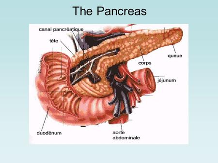 The Pancreas.