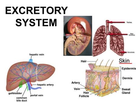 EXCRETORY SYSTEM.