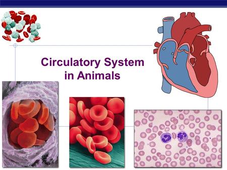 Circulatory System in Animals