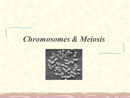 Chromosomes & Meiosis.