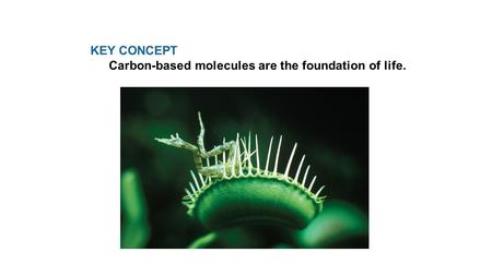 KEY CONCEPT Carbon-based molecules are the foundation of life.